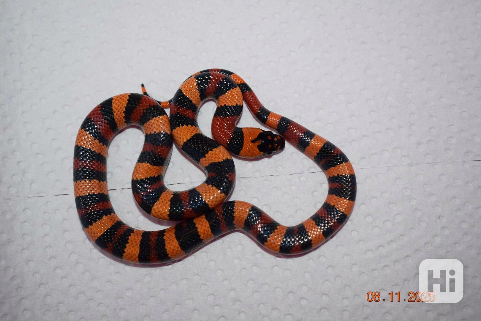 Korálovka mex-camb odchov - foto 1