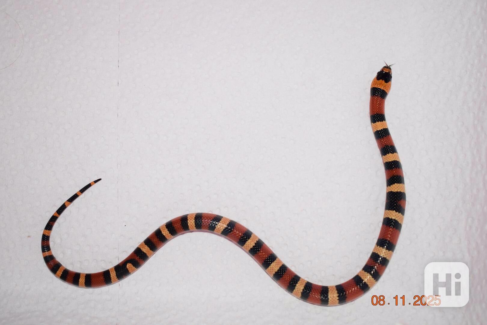 Korálovka mex-camb odchov - foto 1