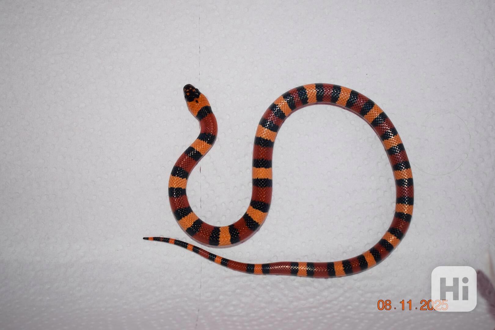 Korálovka mex-camb odchov - foto 1