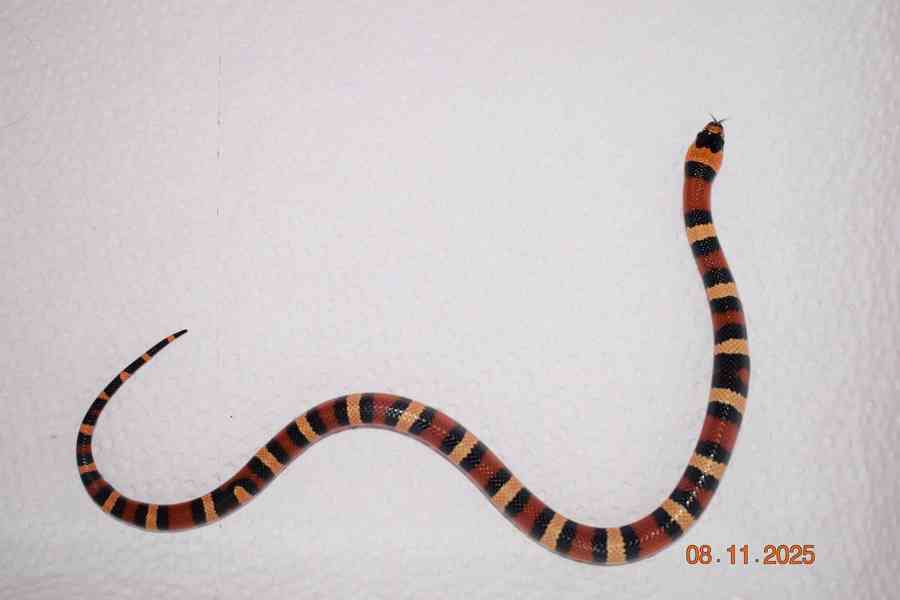 Korálovka mex-camb odchov - foto 3