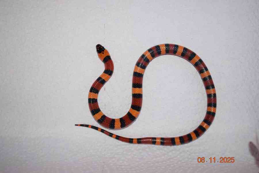 Korálovka mex-camb odchov - foto 2