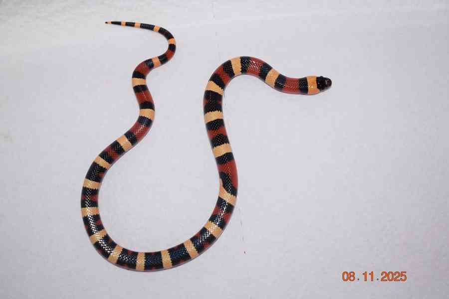 Korálovka mex-camb odchov - foto 4