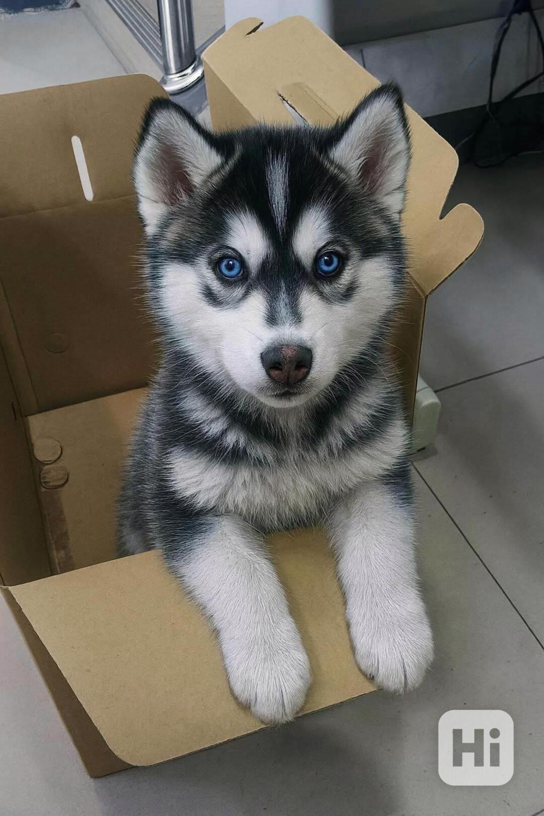 K dispozici nádherná štěňata sibiřského huskyho - foto 1