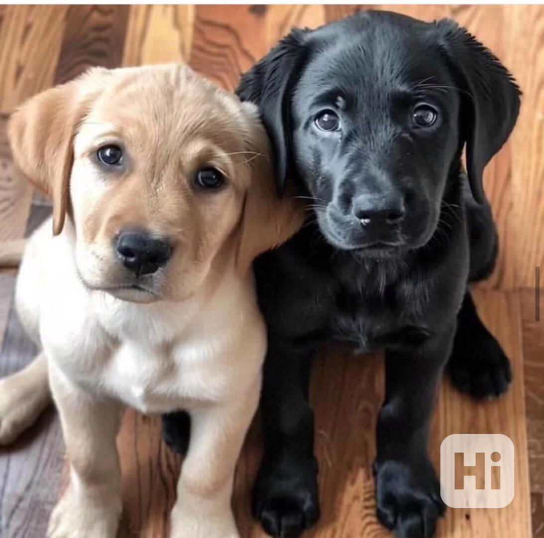 Štěňata labradora - foto 1