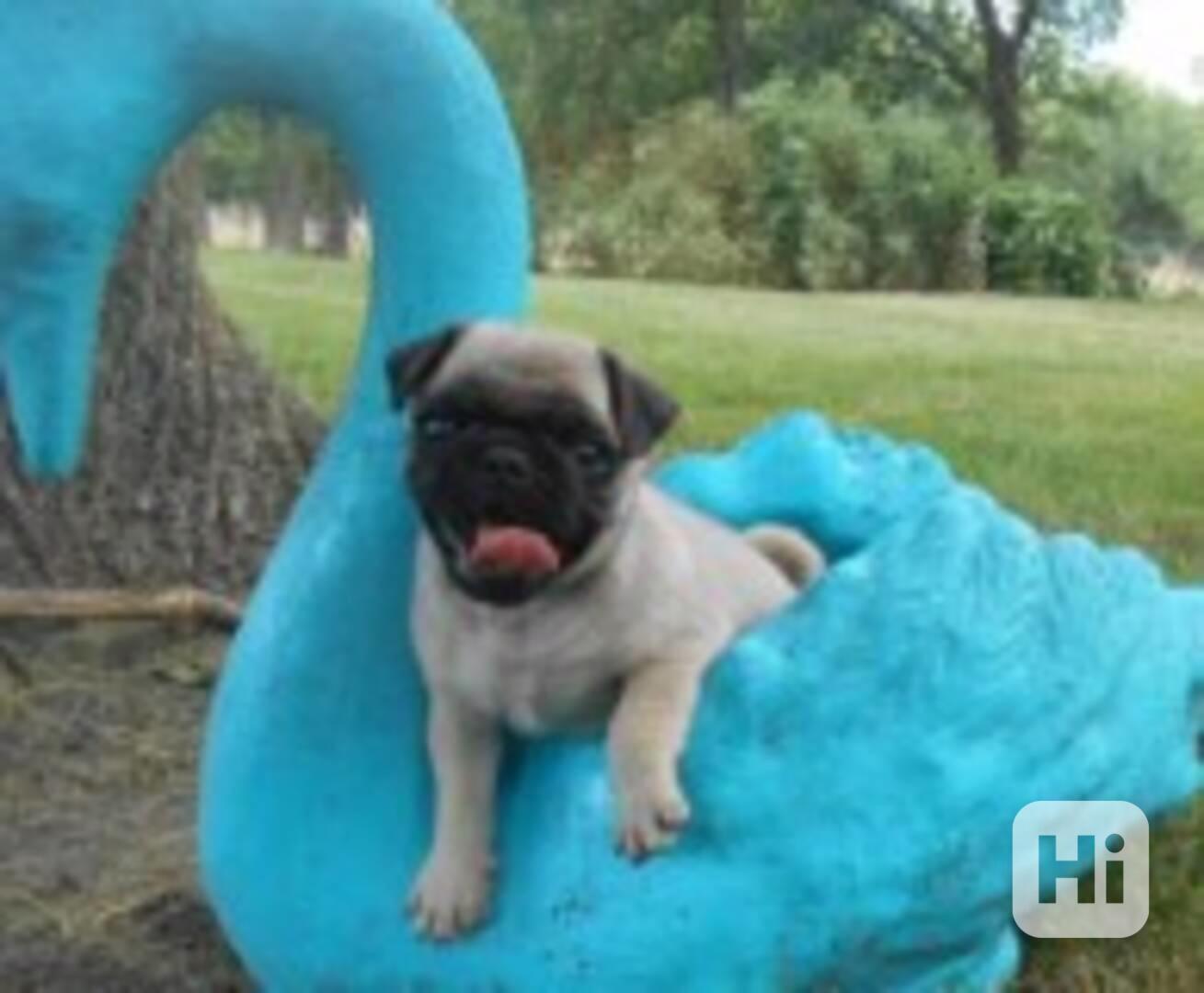 mops k dispozici pro novou koupi - foto 1