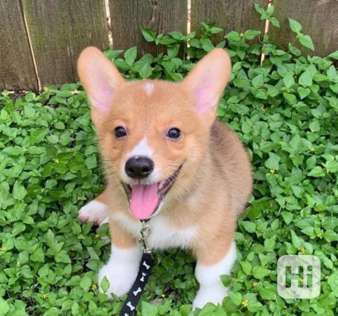 Štěňata Welsh Corgi - foto 1