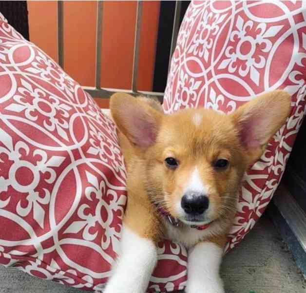 Štěňata Welsh Corgi - foto 2