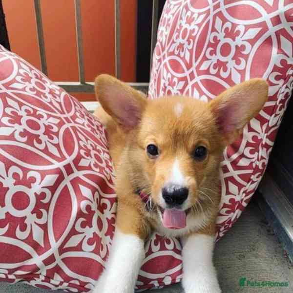 Štěňata Welsh Corgi - foto 3