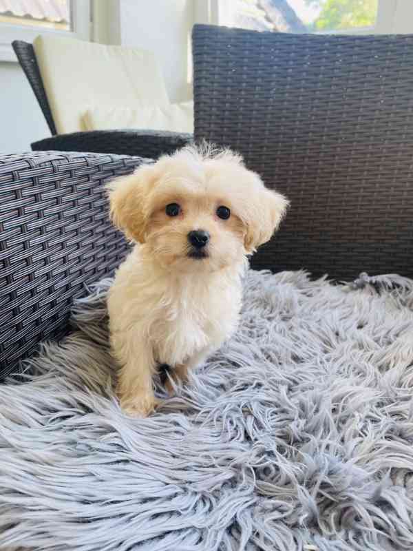 Maltipoo fenečka  - foto 5