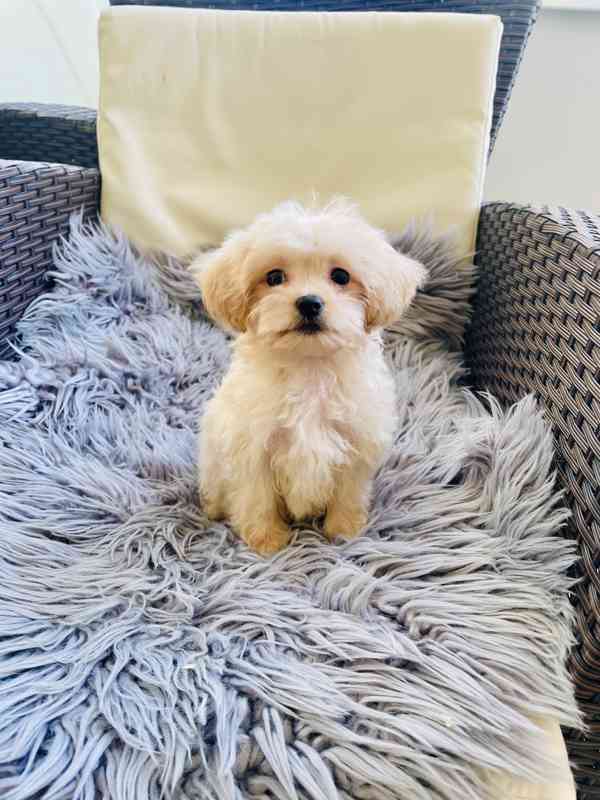 Maltipoo fenečka  - foto 3