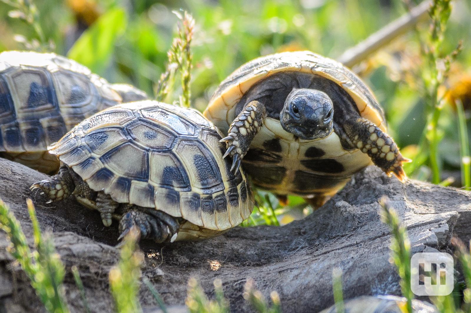 Prodej suchozemských želv - foto 1