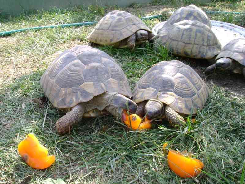 Prodej suchozemských želv - foto 10