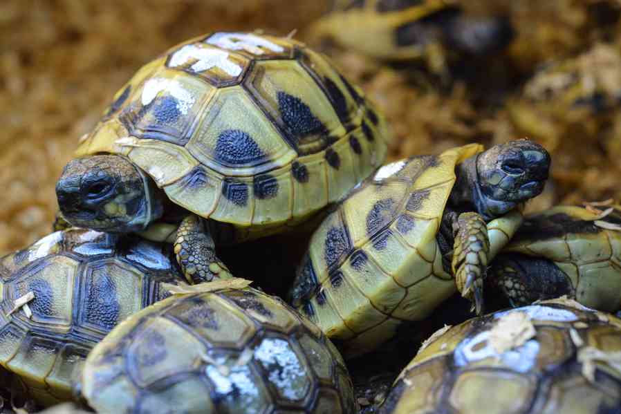 Prodej suchozemských želv - foto 3