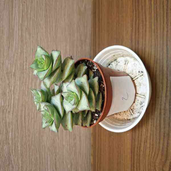 Crassula Rupestris Tom Thumb - foto 2