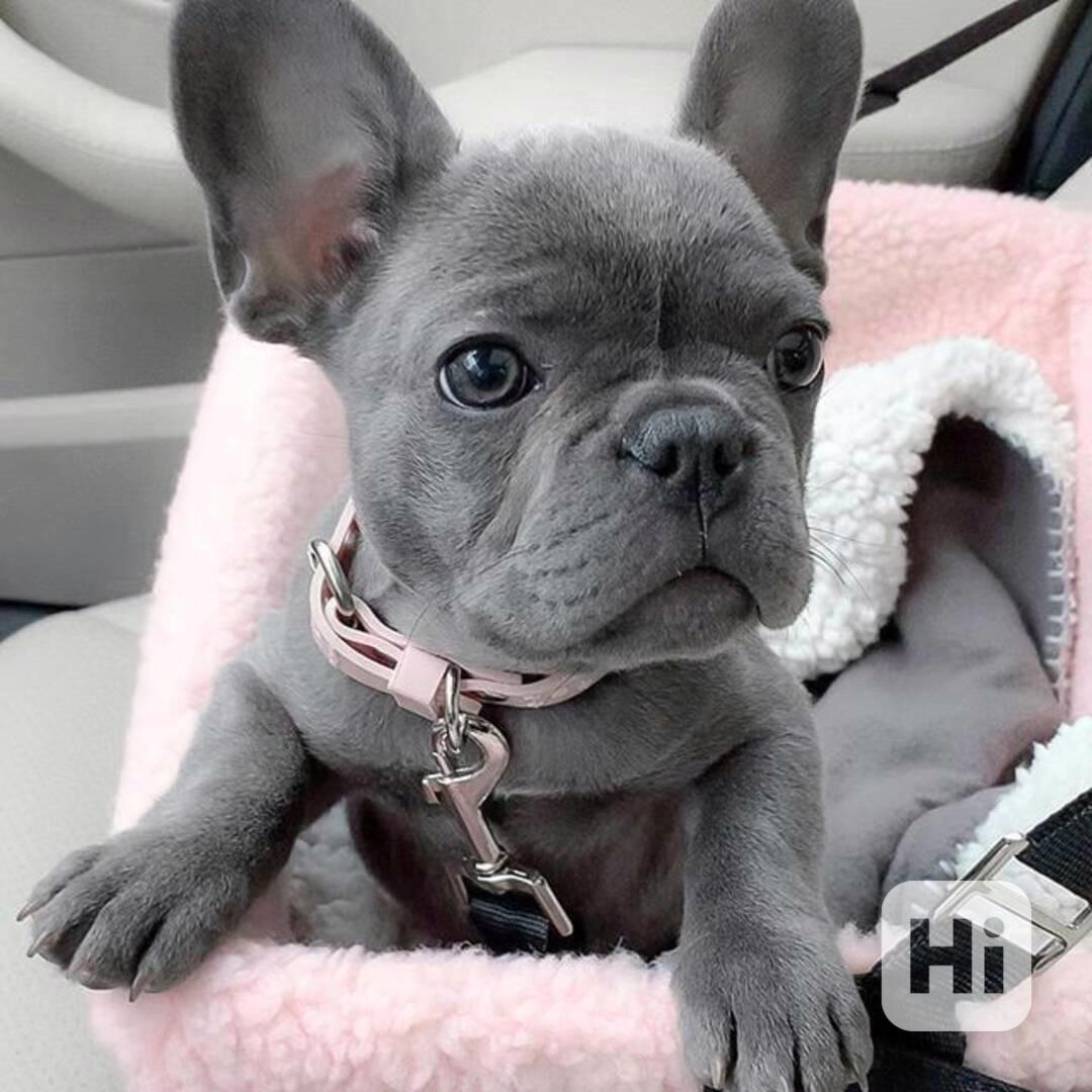 Francouzský buldoček na prodej bez PP - foto 1