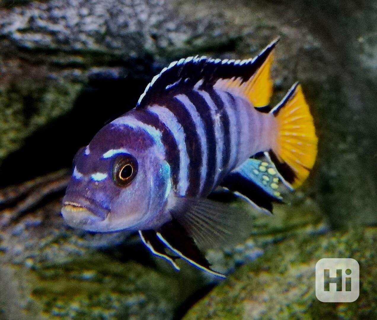 Tlamovci Malawi  - foto 1