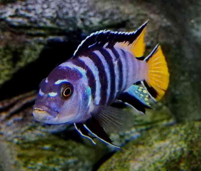 Tlamovci Malawi  - foto 1