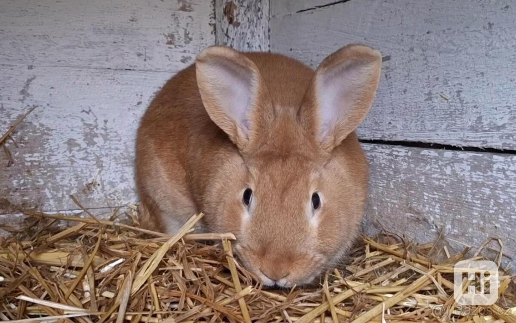 Burgundsky kralik - foto 1
