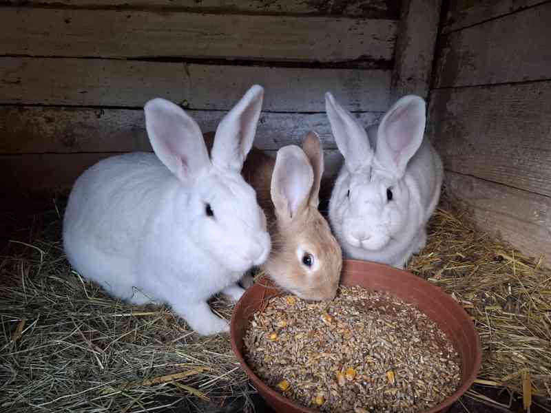 Burgundsky kralik - foto 3