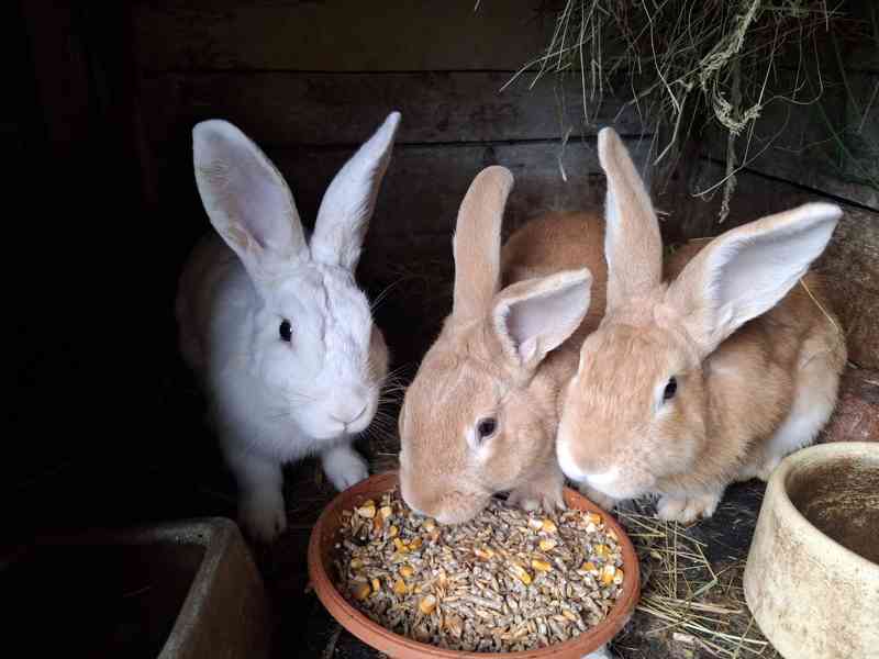 Burgundsky kralik - foto 2