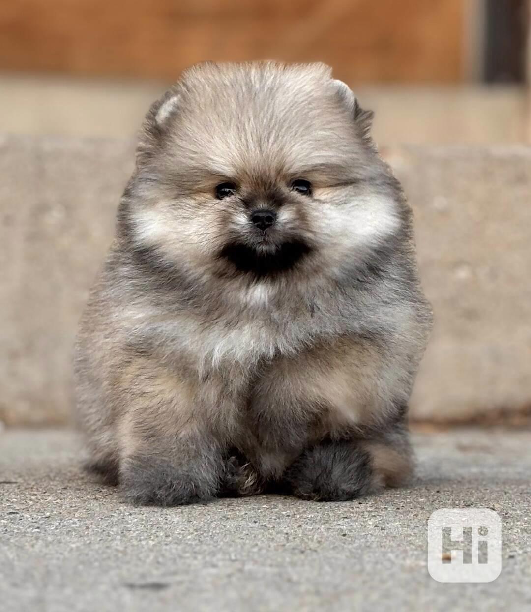 K dispozici Pomeranian k prodeji - foto 1