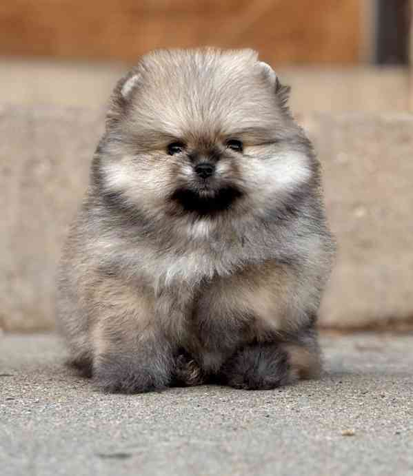 K dispozici Pomeranian k prodeji - foto 1