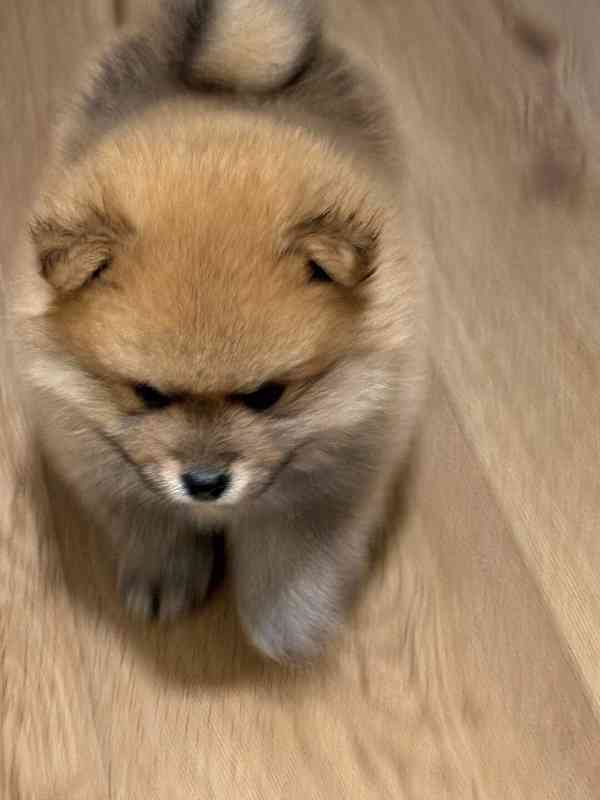 K dispozici Pomeranian k prodeji - foto 3