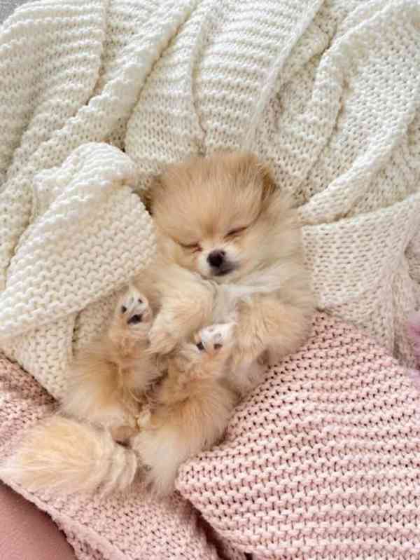 K dispozici Pomeranian k prodeji - foto 4