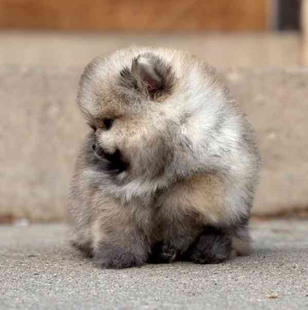 K dispozici Pomeranian k prodeji - foto 2