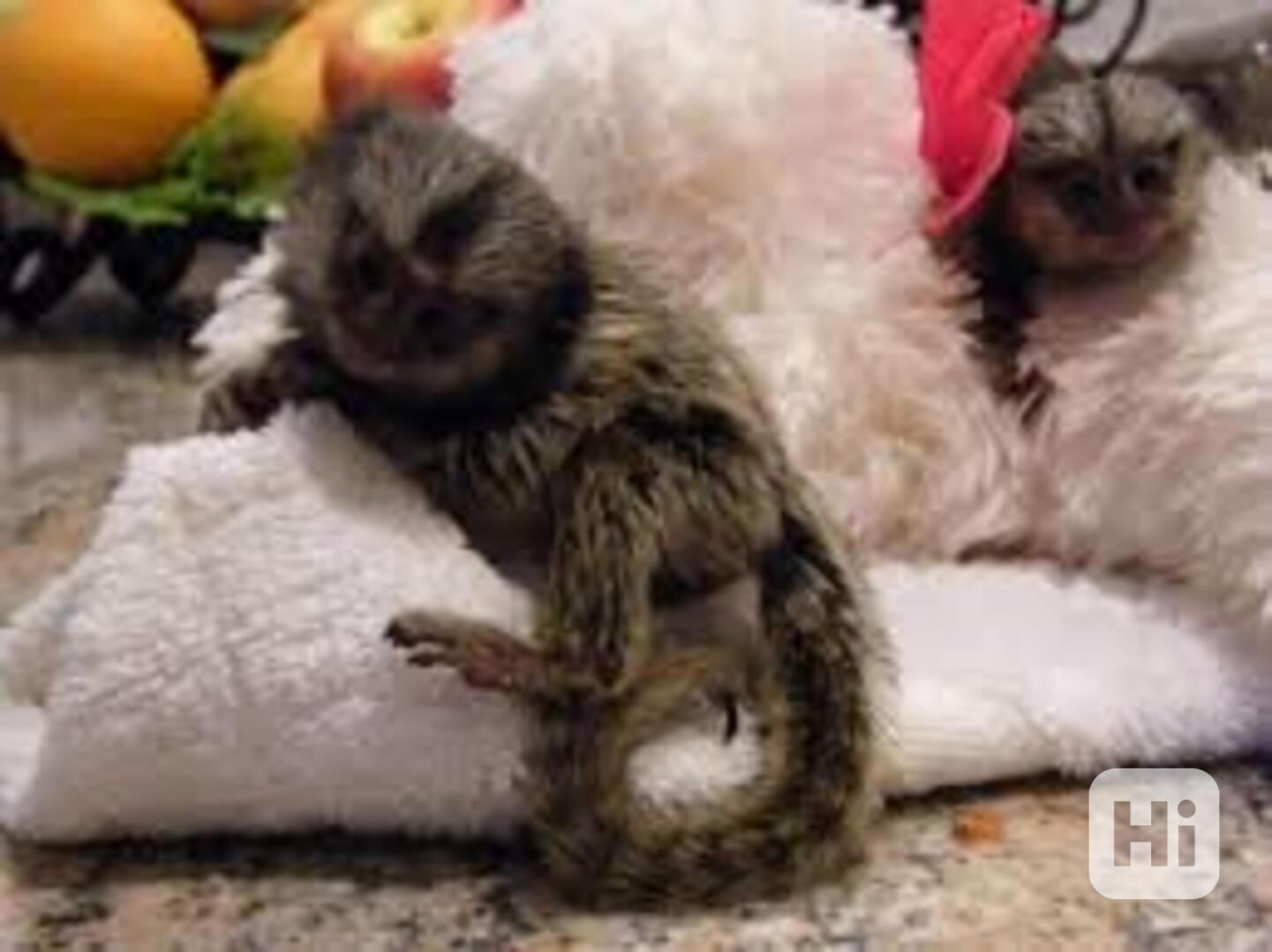 Kosmani opičky nyní k dispozici - foto 1