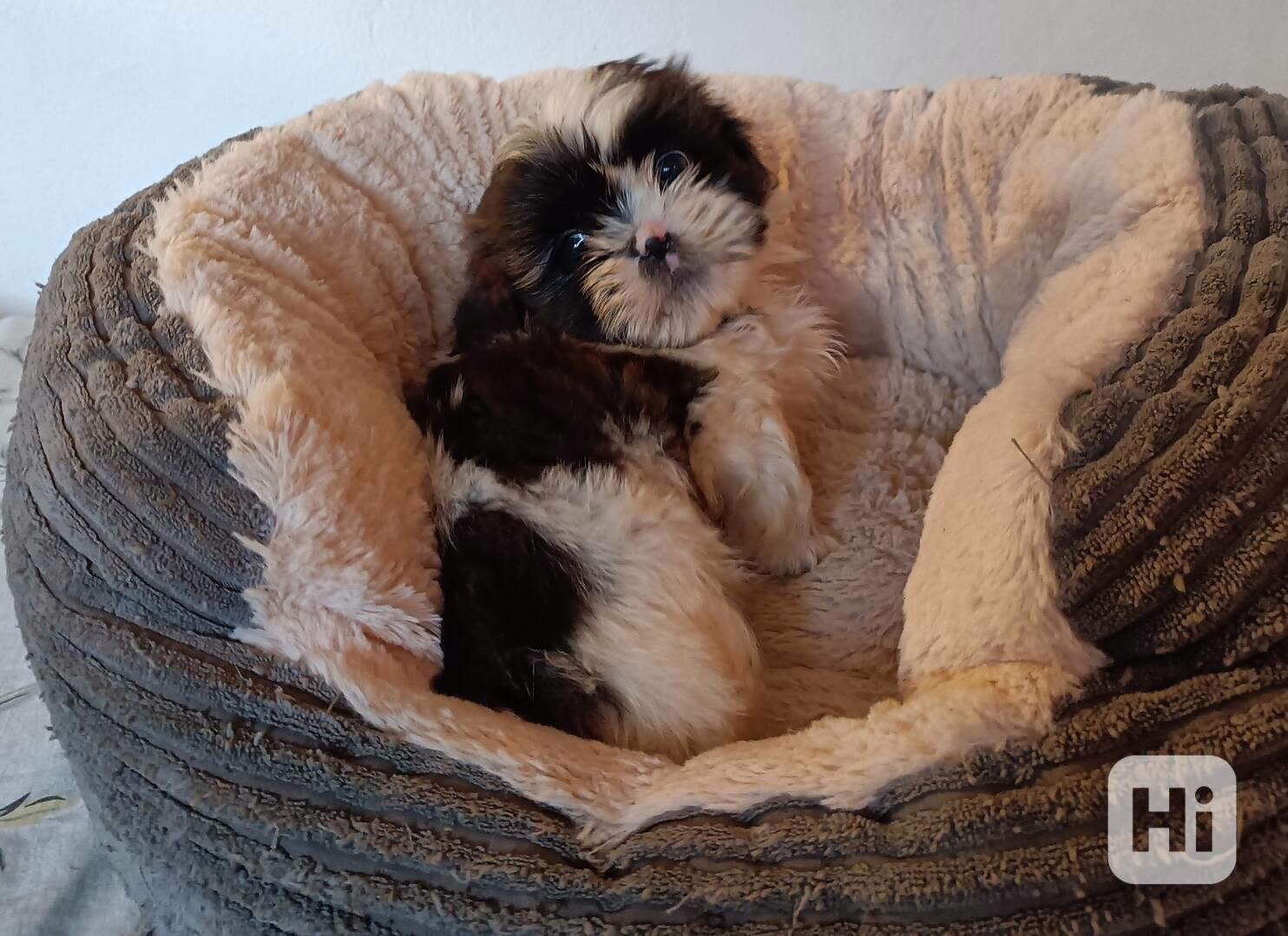 Shih-tzu - prodáme štěňátka bez pp - foto 1