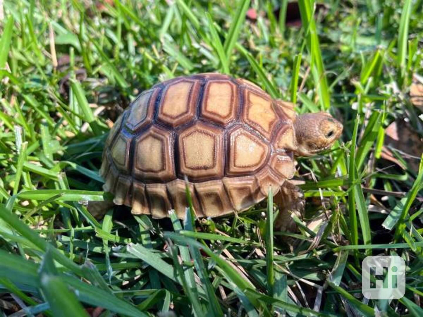 Želva sulcata nejvyšší kvality k dispozici - foto 1