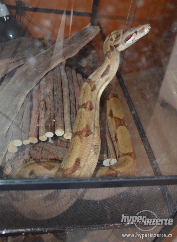 Prodám dospělou samici boa constrictor - foto 1