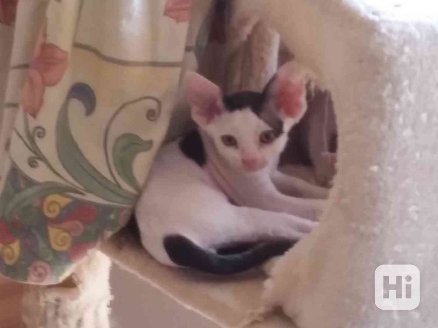 Devon rex koťátka bez PP - foto 1