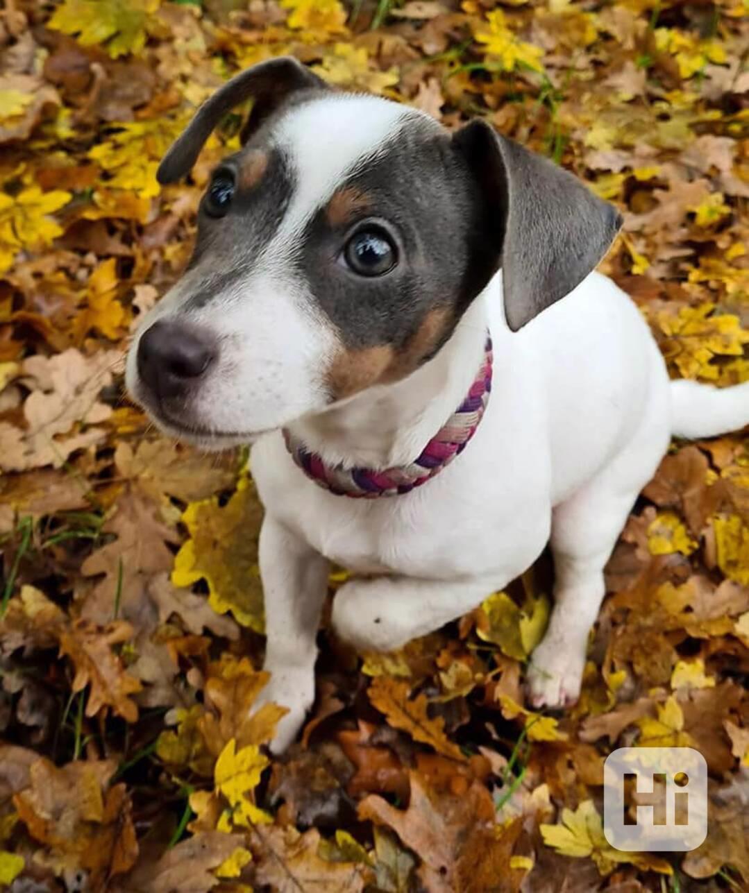 12týdenní štěně jack russella k adopci zdarma   - foto 1