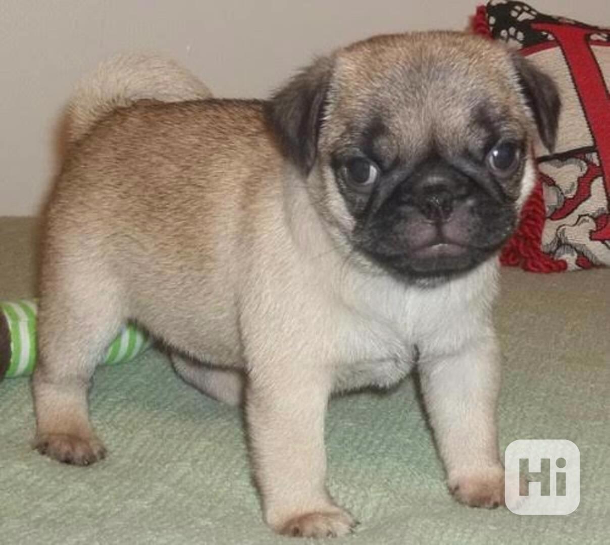 Domácí štěňata mopse samci a samice pro nový domov. - foto 1