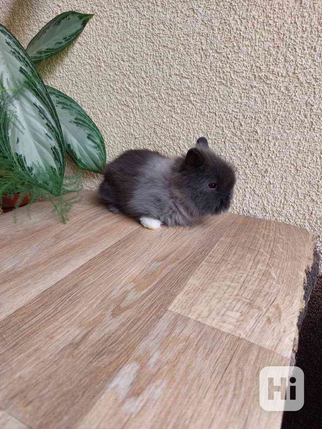 Zakrslý králík TEDDY - hnědá kuní samička - foto 1