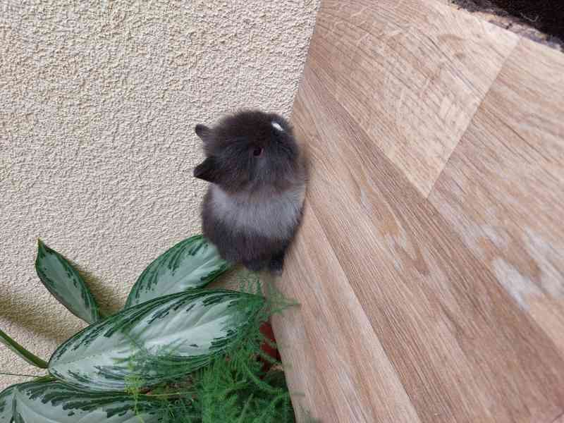 Zakrslý králík TEDDY - hnědá kuní samička - foto 3