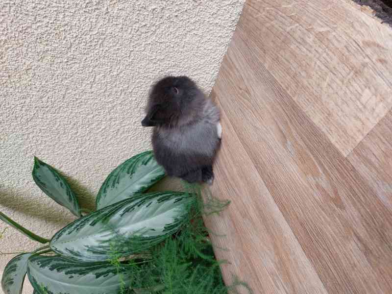 Zakrslý králík TEDDY - hnědá kuní samička - foto 4