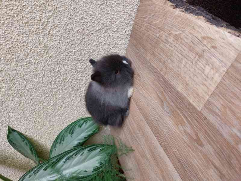 Zakrslý králík TEDDY - hnědá kuní samička - foto 5