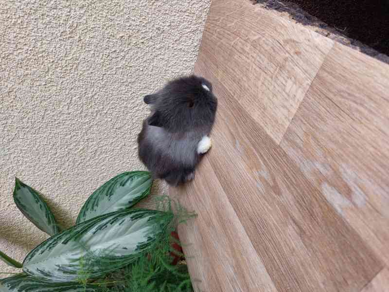 Zakrslý králík TEDDY - hnědá kuní samička - foto 6