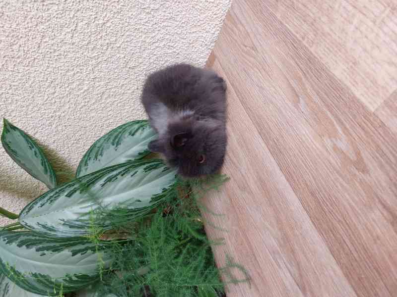 Zakrslý králík TEDDY - hnědá kuní samička - foto 2
