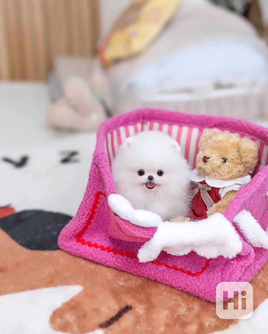 Roztomilá štěňátka pomeranského ovčáka hledají trvalý domov - foto 1