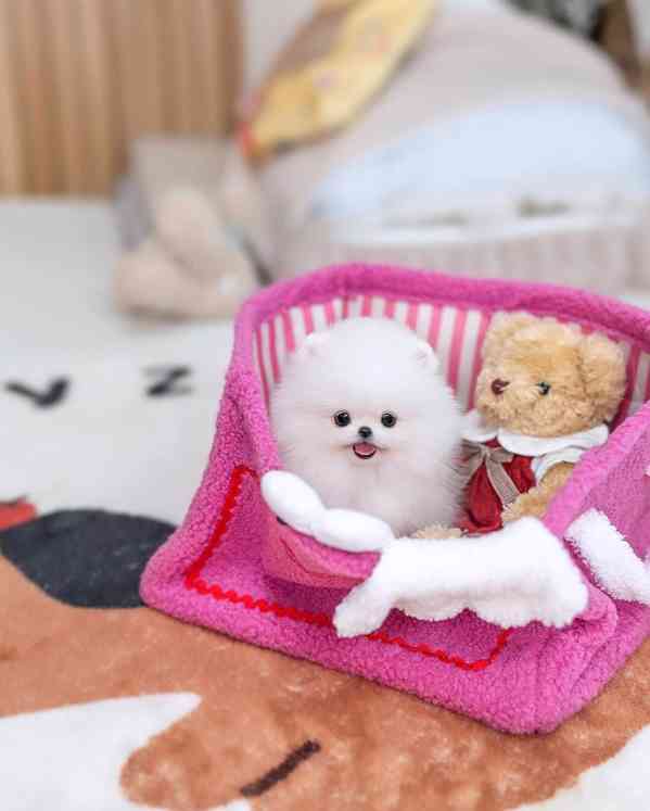 Roztomilá štěňátka pomeranského ovčáka hledají trvalý domov