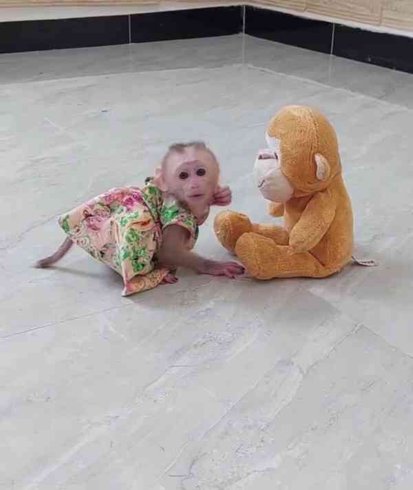 🐒✨ Úžasné opice na prodej — Pouze pro skutečně milující rod - foto 1