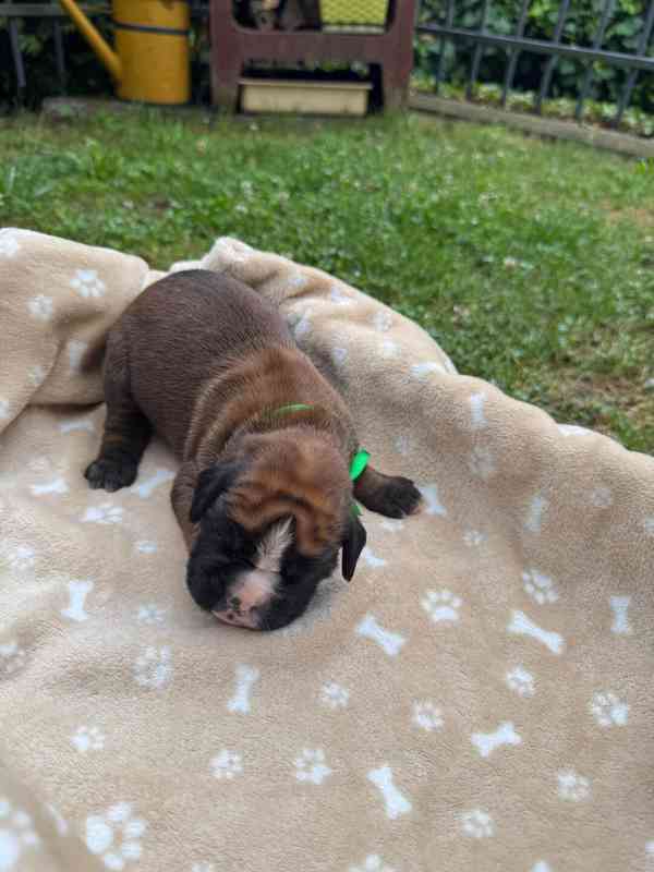Německý boxer štěňátka - foto 6