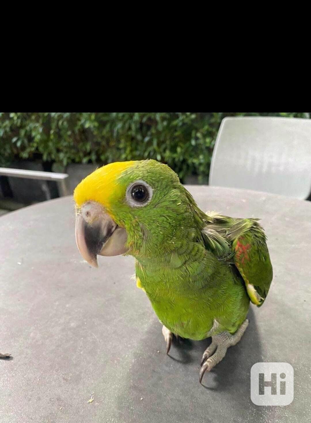 Rozkošní amazonští papoušci - foto 1