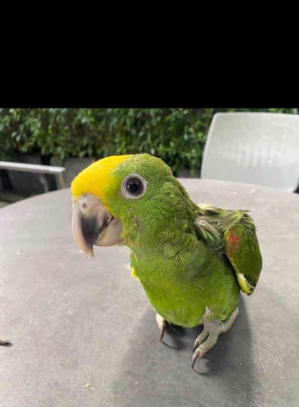 Rozkošní amazonští papoušci