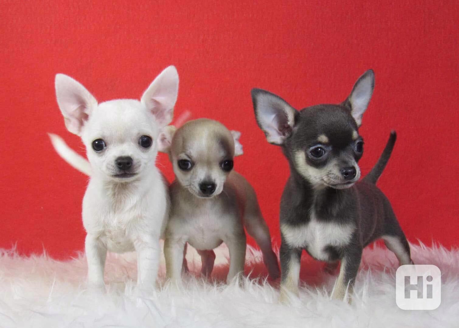 Štěňata čivavy - foto 1