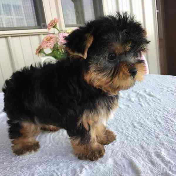 yorkie puppies for adoption - foto 1